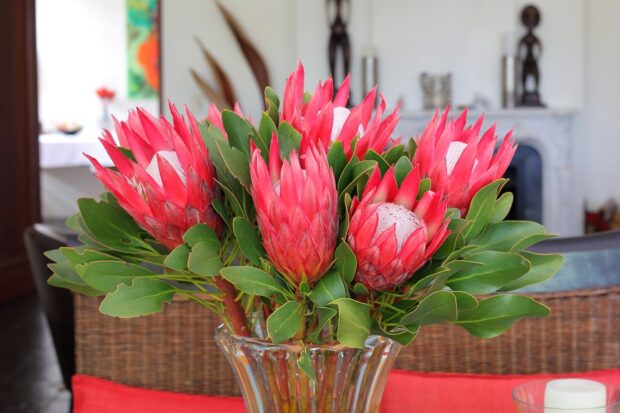 Schöne Protea's schmücken meist das Wohnzimmer im Gästehaus Südafrika